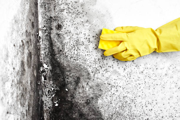 Best Mold Cleaning Services  in Grass Valley, CA