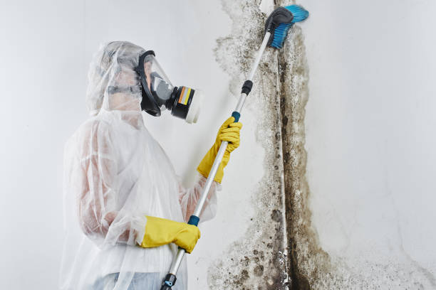 Best Professional Mold Removal  in Grass Valley, CA
