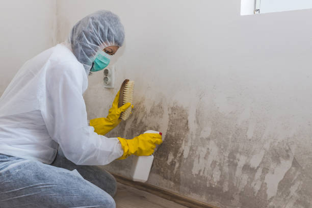 Best Affordable Mold Removal  in Grass Valley, CA