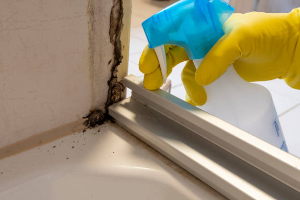 Best Mold Remediation Experts  in Grass Valley, CA