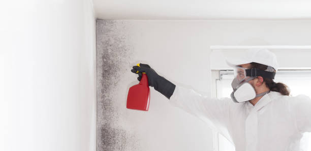 Best Certified Mold Removal  in Grass Valley, CA