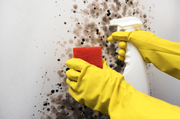 Best Mold Testing  in Grass Valley, CA