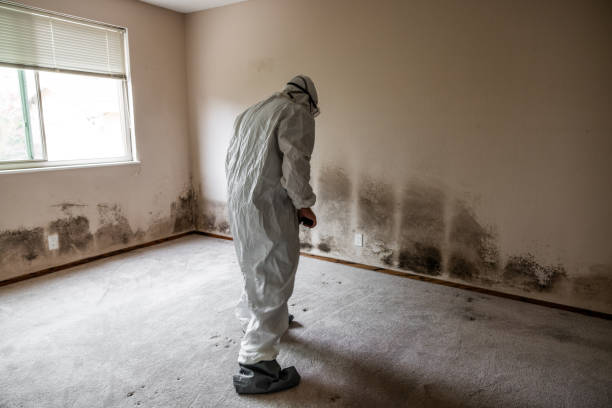 Best Attic Mold Removal  in Grass Valley, CA