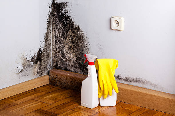 Best Best Mold Removal Companies  in Grass Valley, CA