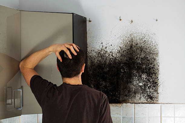 Best Mold Removal Process  in Grass Valley, CA