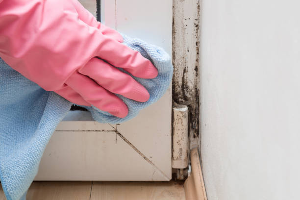 Best Local Mold Removal Service  in Grass Valley, CA